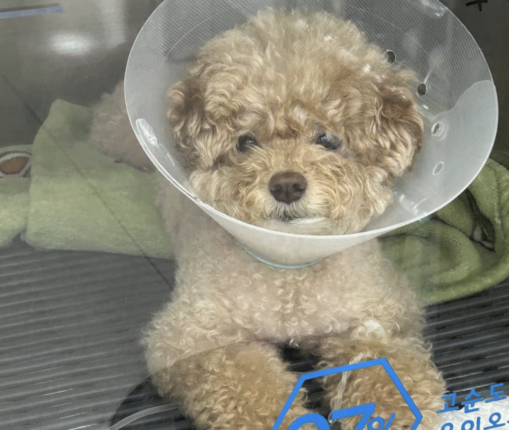 강아지 동물병원 입원, 췌장염