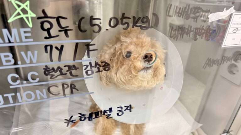 혈소파 감소증